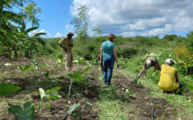 Découverte d'un jardin créole en Guadeloupe