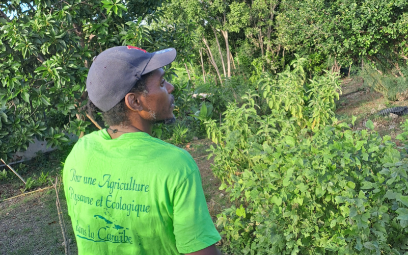 Découverte d'un jardin créole en Guadeloupe