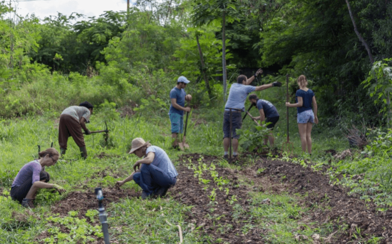 Découverte d'un jardin créole en Guadeloupe
