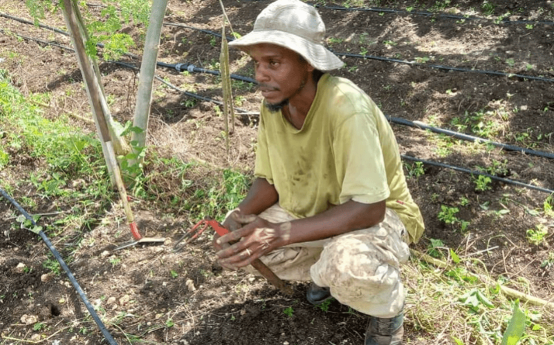 Découverte d'un jardin créole en Guadeloupe