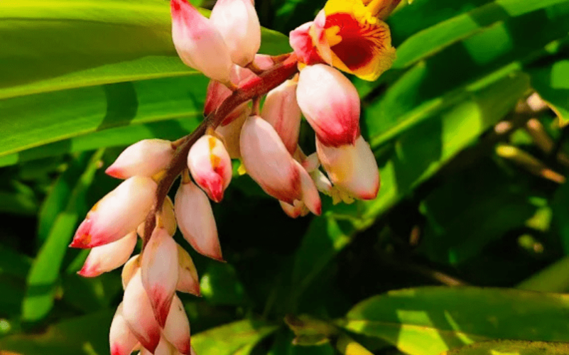 Jardin de la rencontre à Capesterre-Belle-Eau