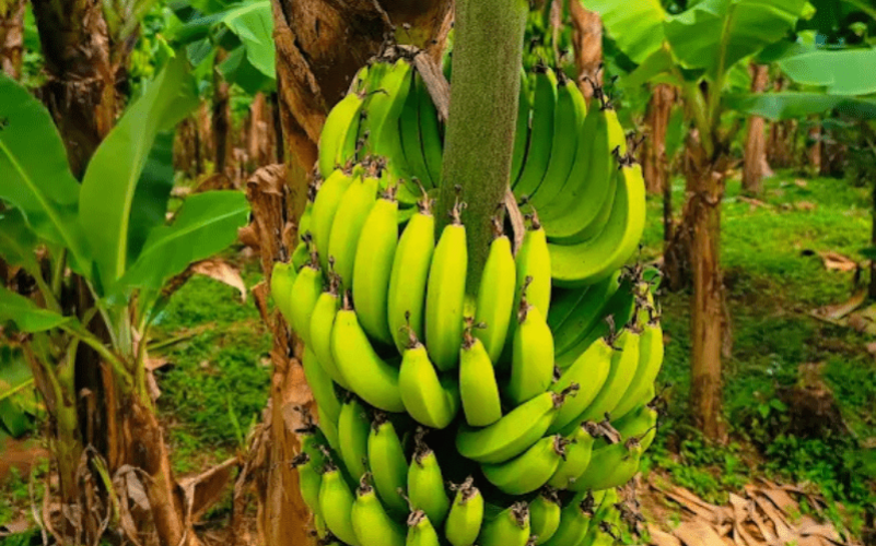 Jardin de la rencontre à Capesterre-Belle-Eau