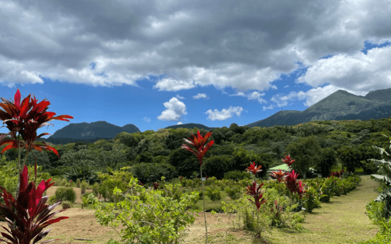Jardin de la rencontre à Capesterre-Belle-Eau