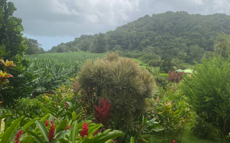 Jardin de la rencontre à Capesterre-Belle-Eau