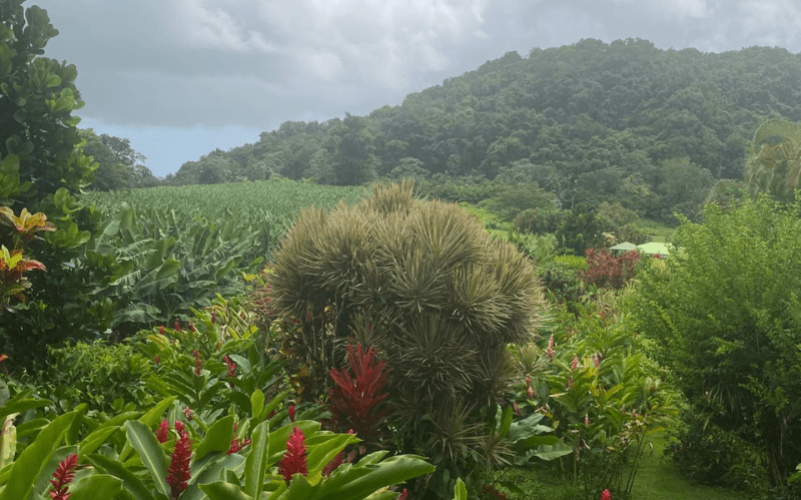 Jardin de la rencontre à Capesterre-Belle-Eau