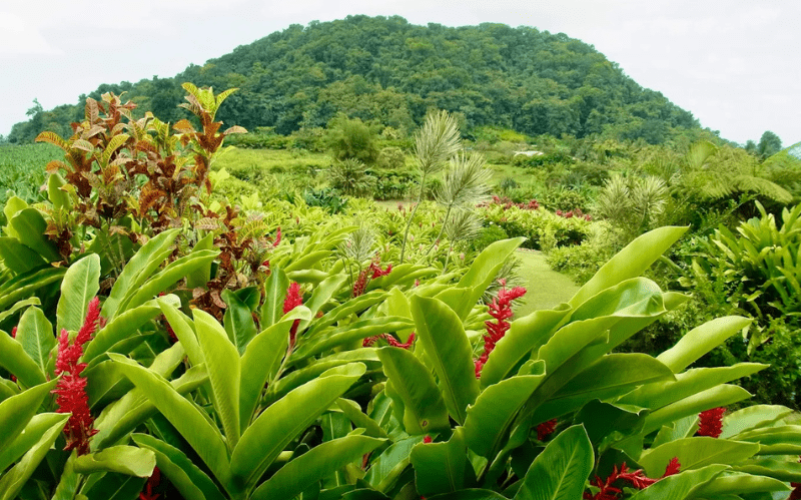 Jardin de la rencontre à Capesterre-Belle-Eau