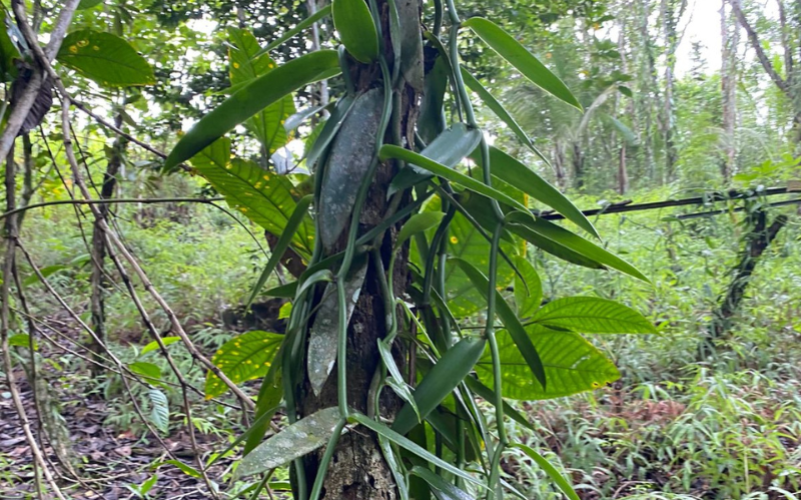 Visite guidée de la vanilleraie Karukera Vanilline en Guadeloupe à Sainte-Rose
