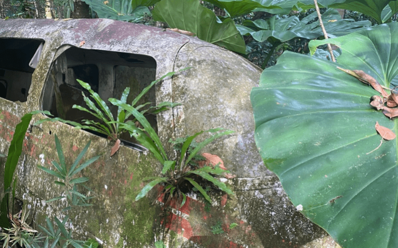 Visite guidée de la vanilleraie Karukera Vanilline en Guadeloupe à Sainte-Rose