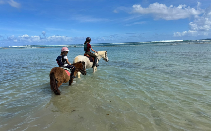 Karukera horses (4)
