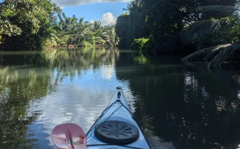 Kayak mangrove Sainte-Rose (2)