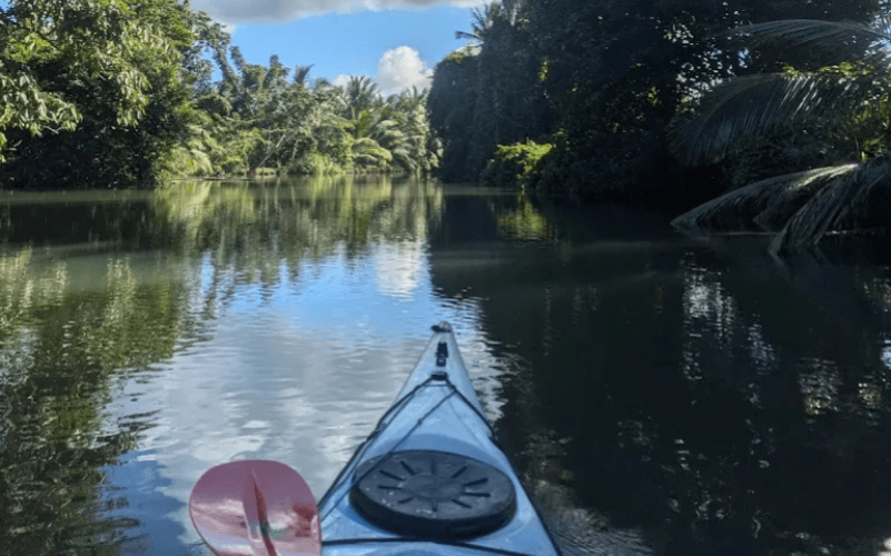 Kayak mangrove Sainte-Rose (2)