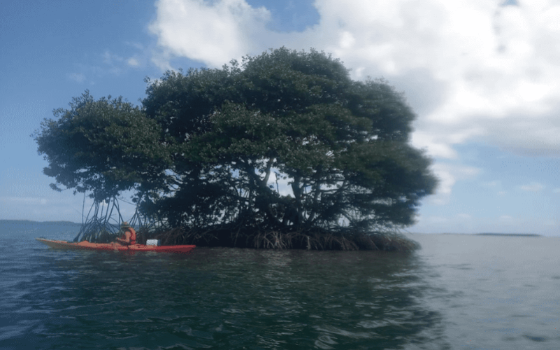 immersion guidée et écologique dans la réserve UNESCO. Basé à Sainte-Rose