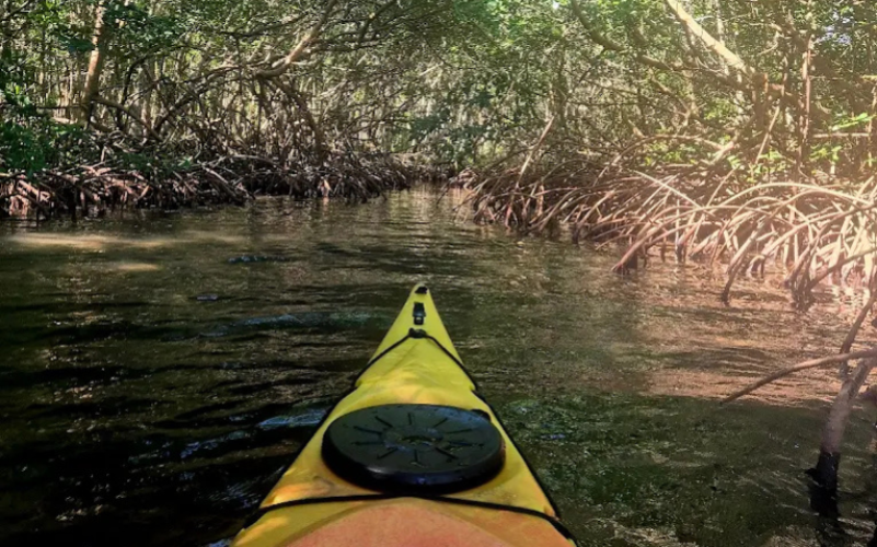 immersion guidée et écologique dans la réserve UNESCO. Basé à Sainte-Rose