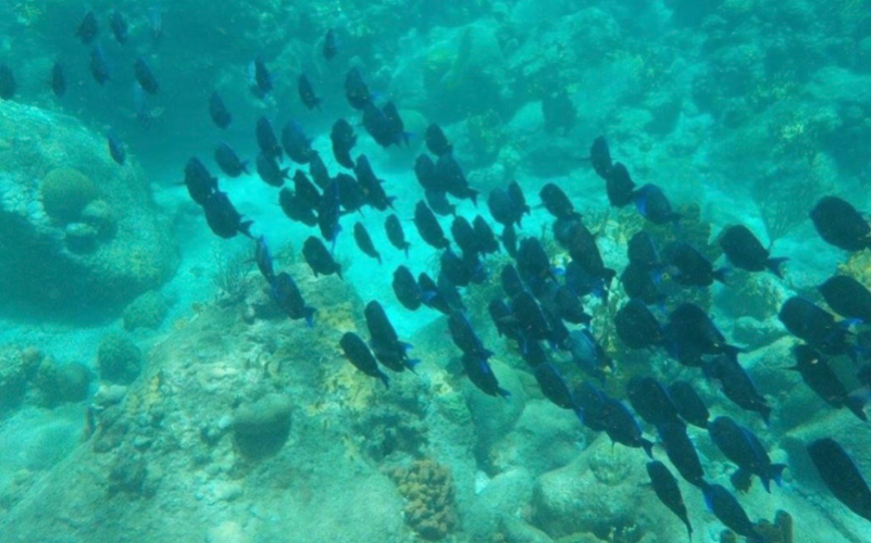 Explorez les Îlets Pigeon en kayak à Bouillante