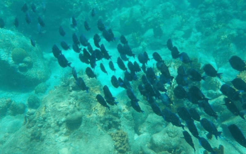 Explorez les Îlets Pigeon en kayak à Bouillante