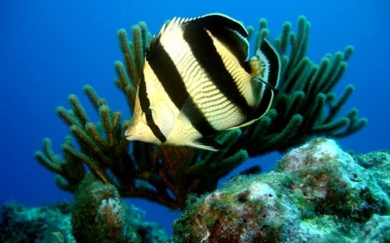 Randonnée palmée snorkeling dans la réserve cousteau