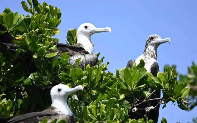Pell'i Canot observation des oiseaux en excursions
