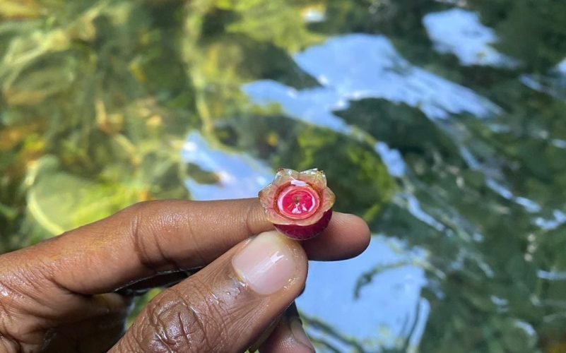 Randonnée au canyon moustique à Petit-Bourg en Guadeloupe avec Epic Tours