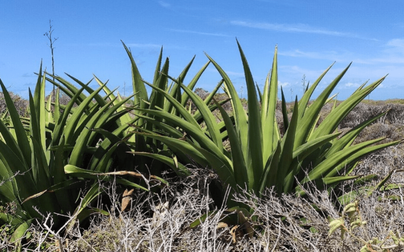 Excursion Demi journée à Petite Terre en Guadeloupe