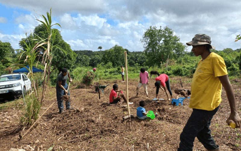 Expérience dans un jardin créole en Guadeloupe