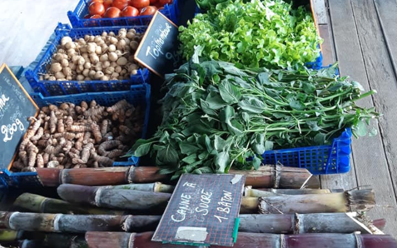 Expérience dans un jardin créole en Guadeloupe