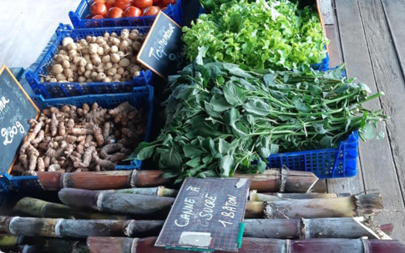 Expérience dans un jardin créole en Guadeloupe
