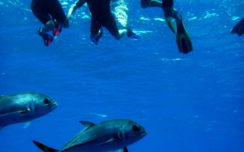 Randonnée palmée snorkeling dans la réserve cousteau