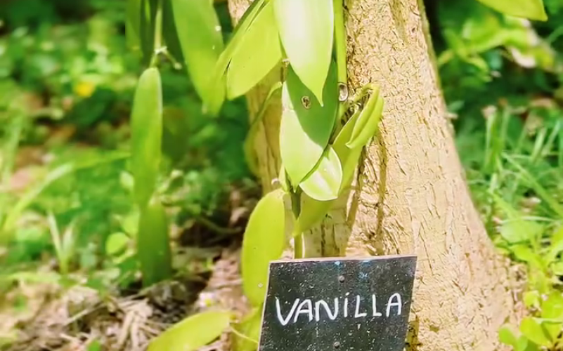 Découverte des traditions et saveurs du Nord Grande-Terre