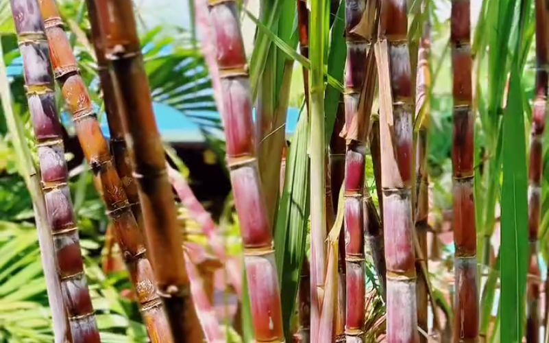 Découverte des traditions et saveurs du Nord Grande-Terre